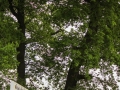 Voerden25.Sa.2017 (144 von 360)